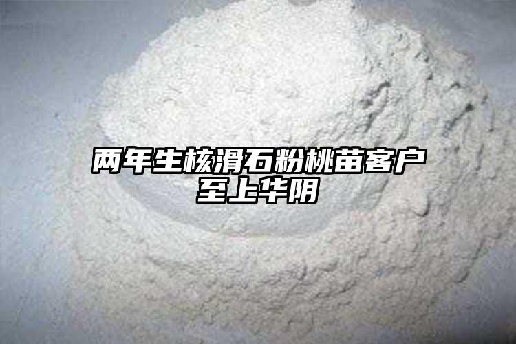 两年生核滑石粉桃苗客户至上华阴